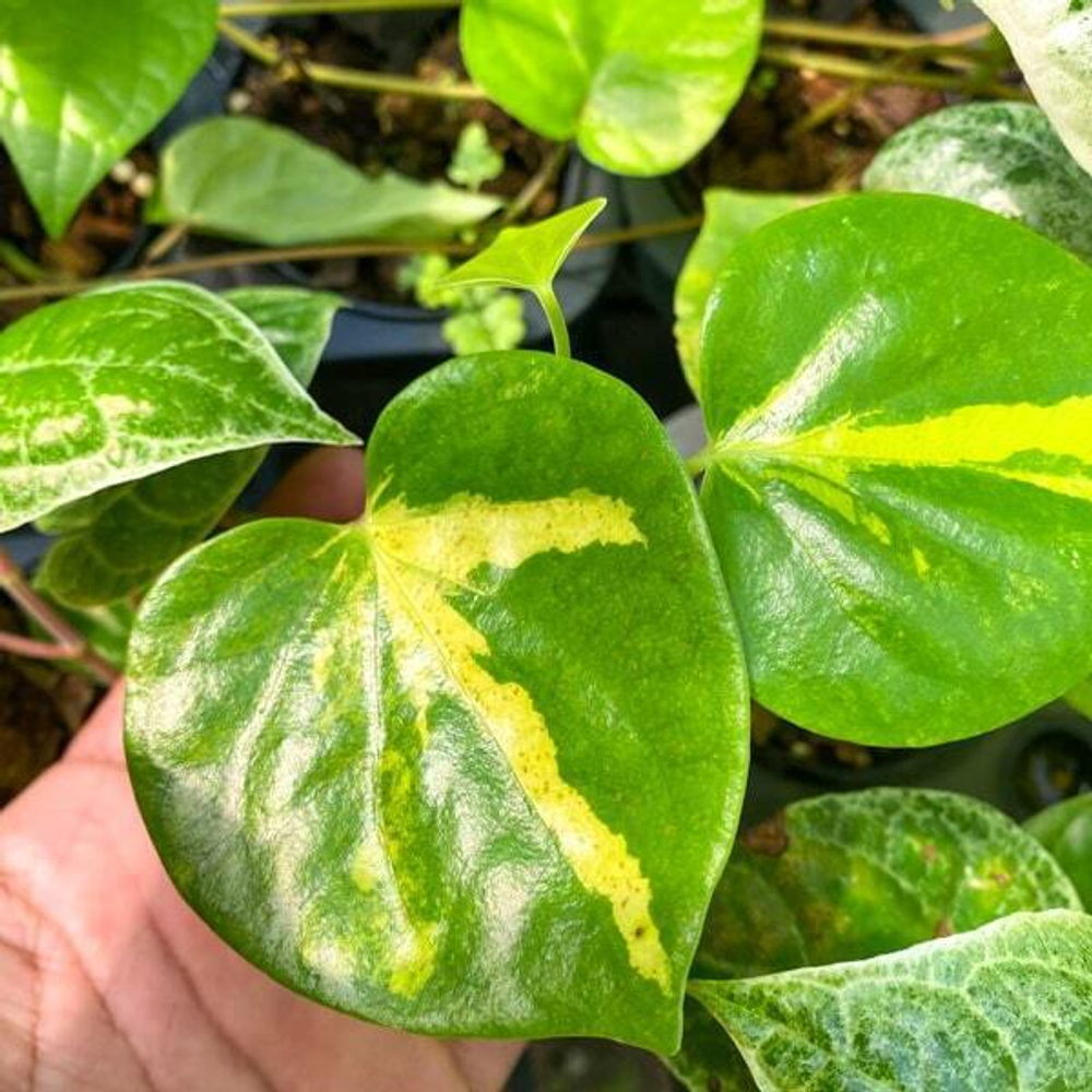 Перец PIPER HEART SHAPE YELLOW VAR