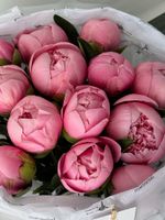Букет моно из пионов сорта САЛМОН 15 шт