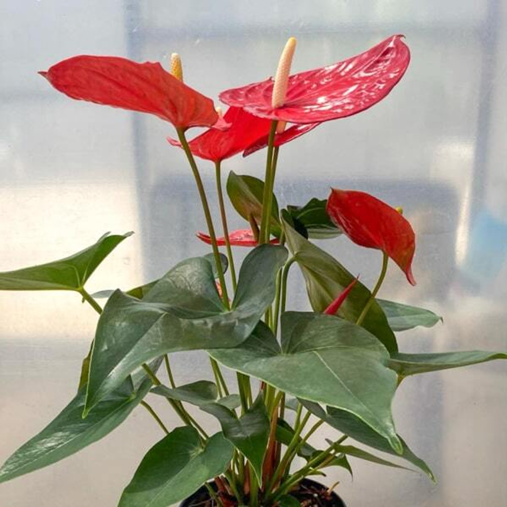 Антуриум Андре OKLAHOMA