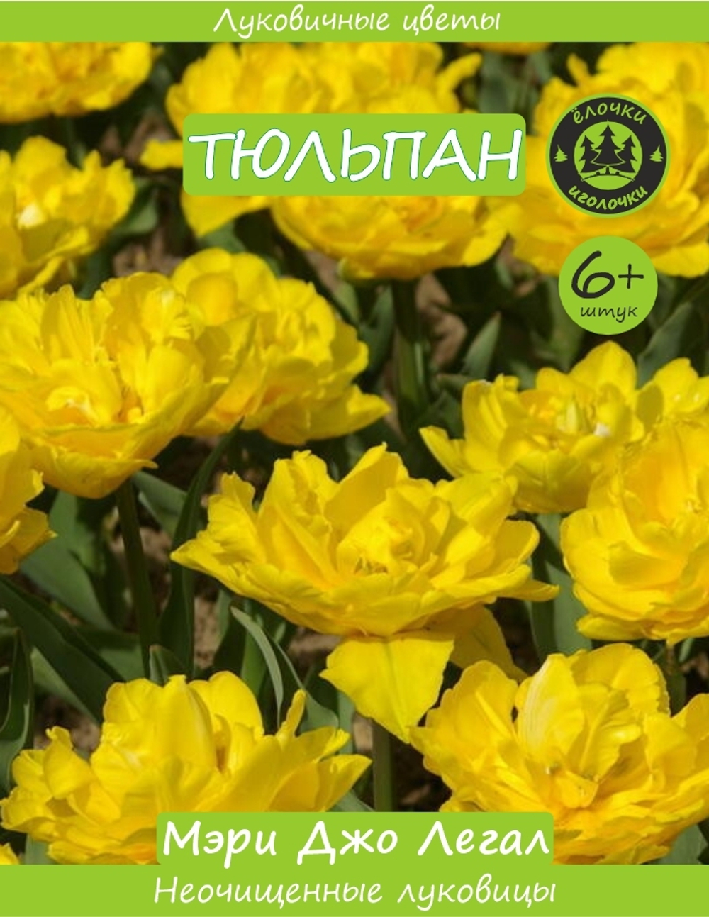 Тюльпан Луковица, Мэри Джо Легал, 6+ шт