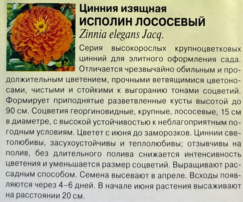 Цинния Исполин лососевый 0,3 г СМЦ-327