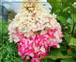 Гортензия метельчатая Колорфул Коктейль- Красочный коктейль (Hydrangea paniculata `Colourful Cocktail `)
