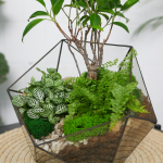 Готовый флорариум бонсай Фикус Икос