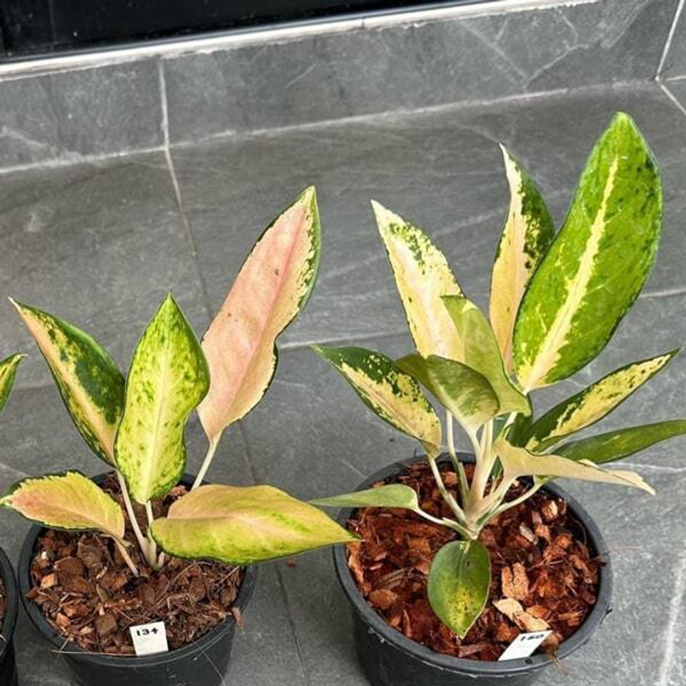 Аглаонема ICE CREAM