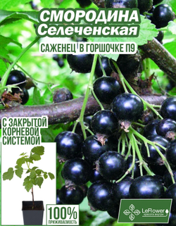 Саженец, Смородина, Селеченская