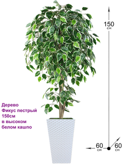Искусственное дерево Фикус пестрый 150см в высоком белом кашпо ротанг