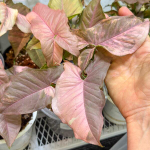 Сингониум DOUBLE RED VARIEGATED