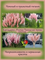 Пампасная трава Розовое облако