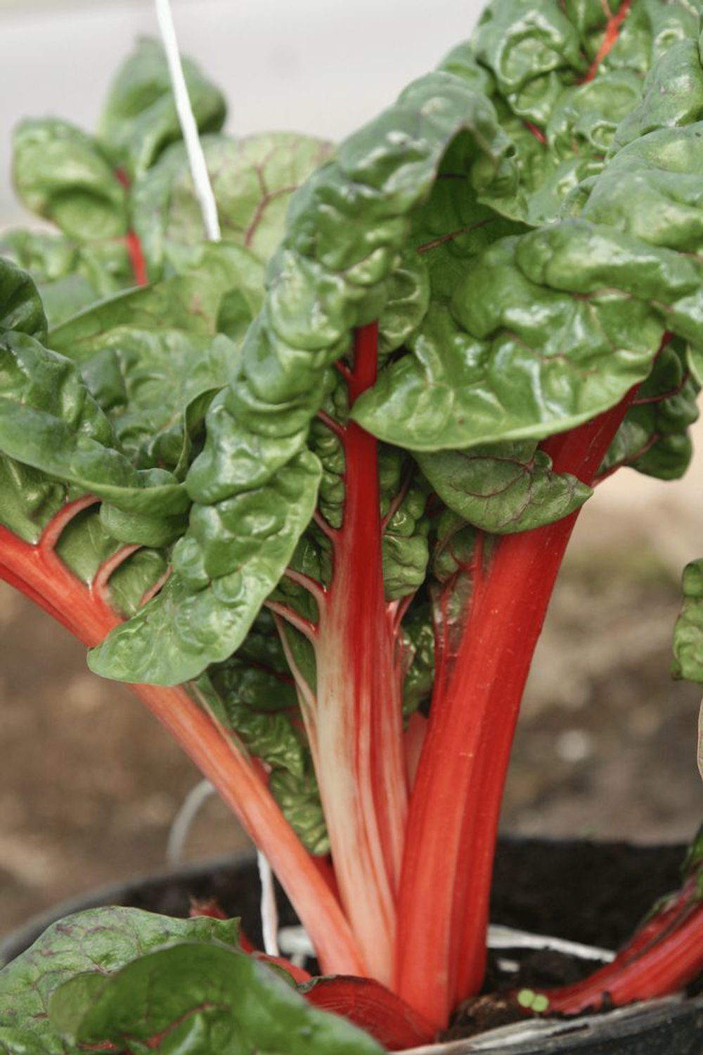 Гранат семена мангольда (Гавриш)