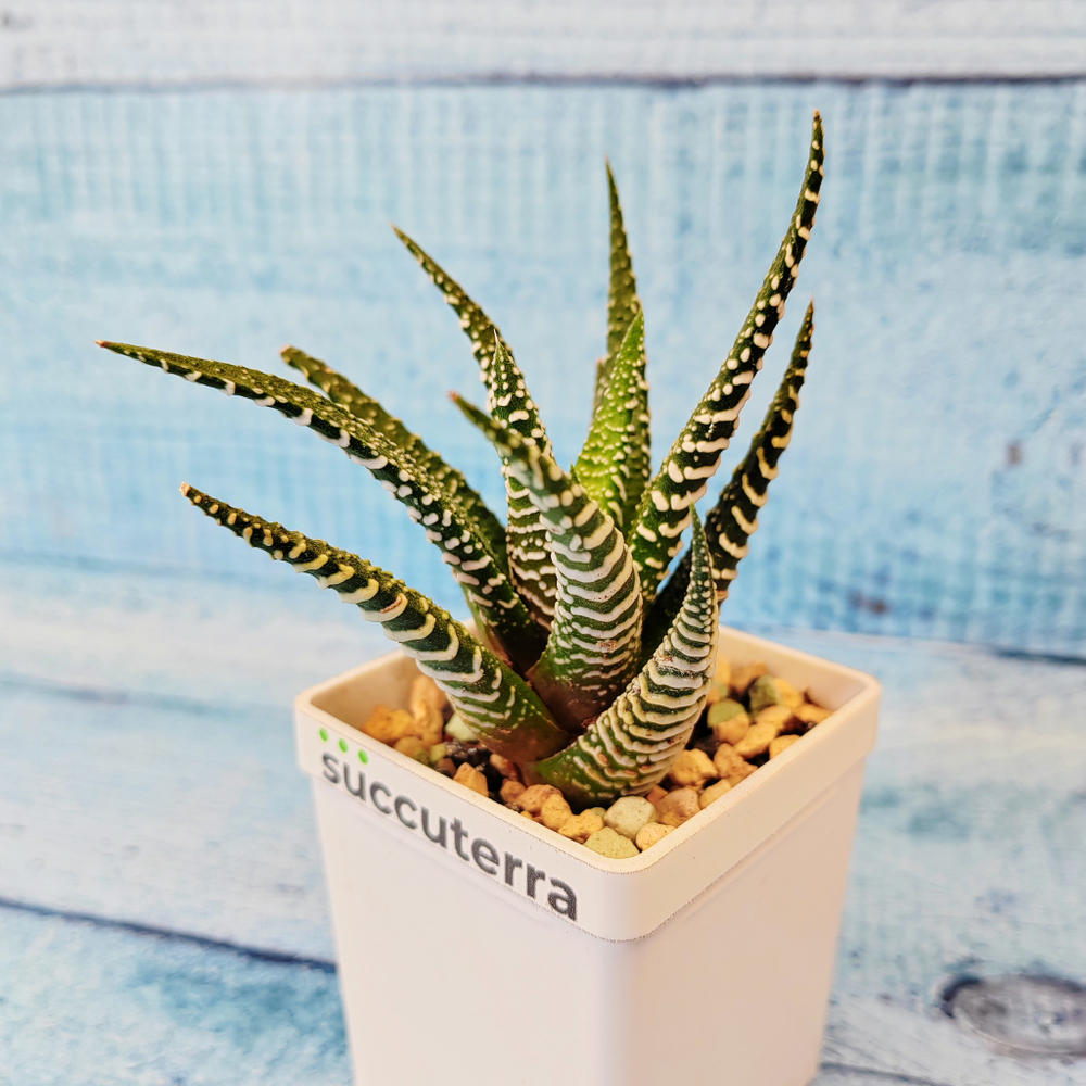 Haworthia Fasciata Big Band (Хавортия)