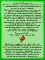 Роза Золотые ворота Голден Гейт плетистая