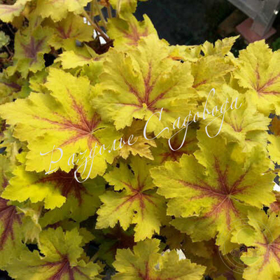 Гейхерелла Арт Тропико