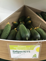Кибрия F1 семена огурца партенокарпического (Rijk Zwaan / Райк Цваан)