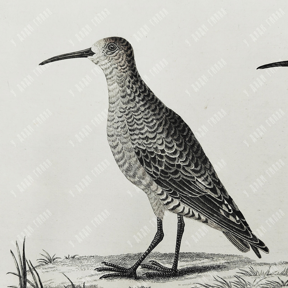 Зепп Ян. Птица кулик (самец и самка). Tringa Subarquata. Гравюра на меди. Амстердам, 1829 г.