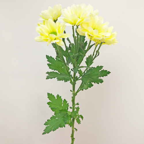 Хризантема кустовая "Бакарди" кремовая