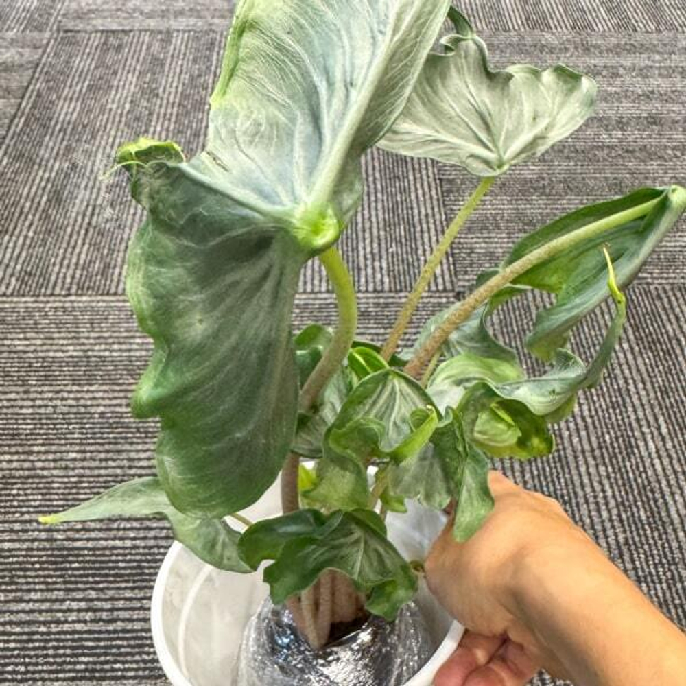 Алоказия HOLY GRAIL