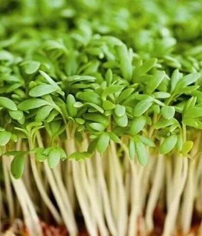 Фотография Кресс-салат на корне / 1 шт  РАСПРОДАЖА купить в магазине Афлора