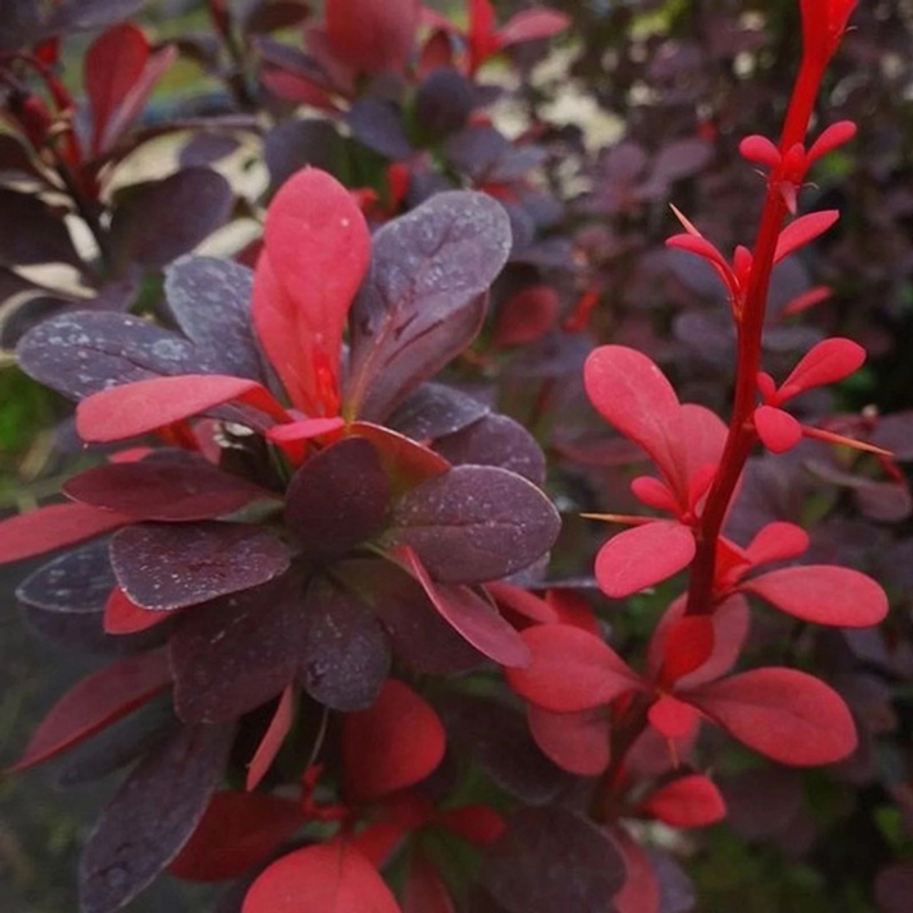 Барбарис Тунберга Ред Пиллар C2 20-30