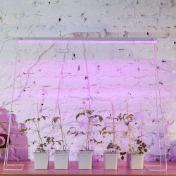 ULI-P13-35W-SPLE IP40 WHITE Светильник для растений светодиодный линейный. 1150мм. выкл. на корпусе. Спектр для фотосинтеза. TM Uniel