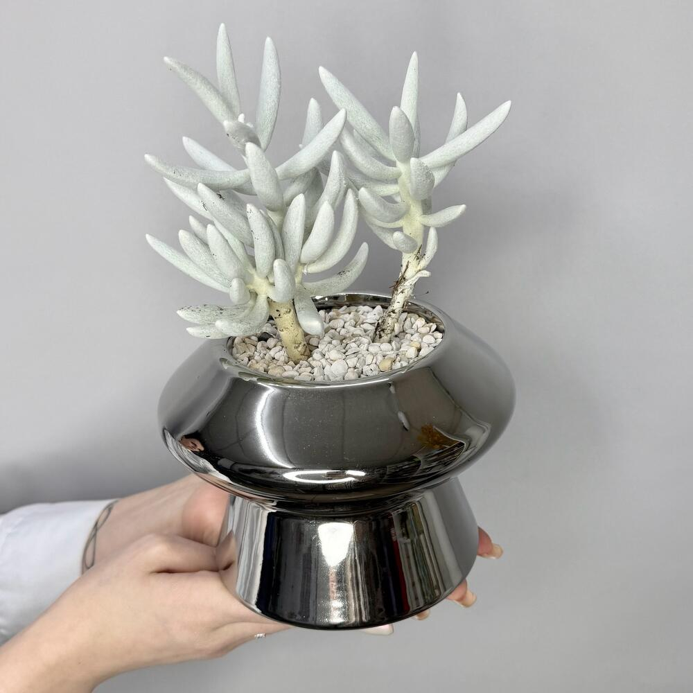 Крассула «Люмьер» суккулент в стильном кашпо