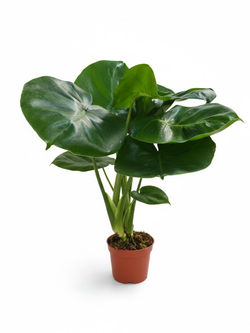 Монстера видовая д.11