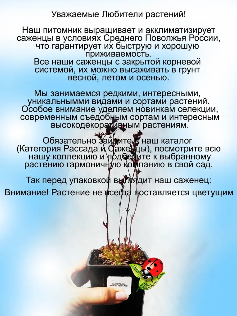 Камнеломка Арендса Карпет Перпл Роб