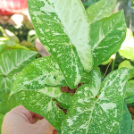 Сингониум PANDA