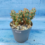 Tephrocactus Molinensis Red Glochids (Тефрокактус)