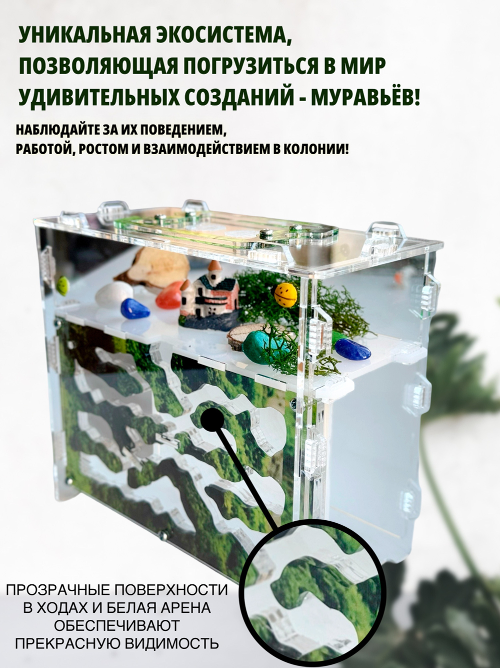 Формикарий «Горный мох» с муравьями в подарок