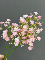 Гипсофила светло-розовая (h70 см)