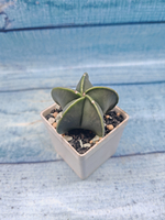 Astrophytum Myriostigma Nudum (Астрофитум)