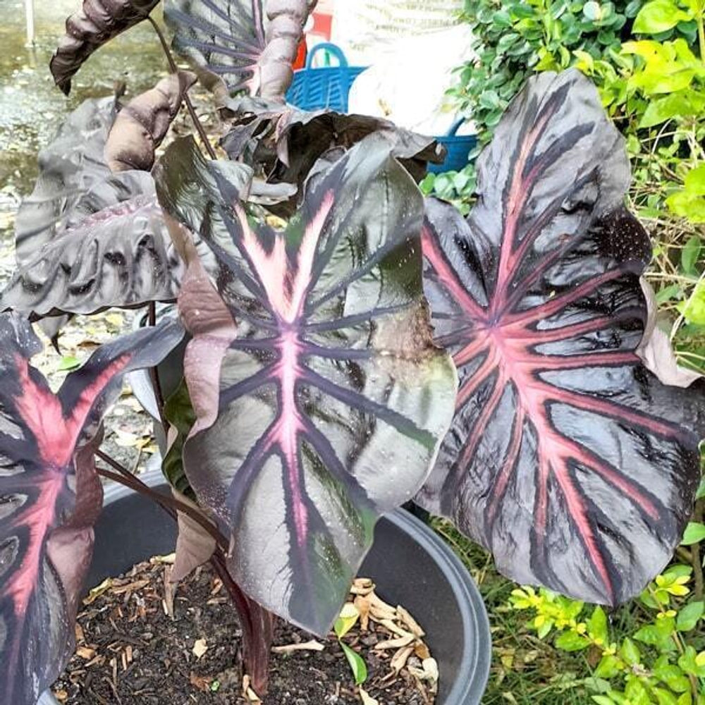 Колоказия NEON