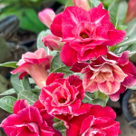 Адениум SKY RED