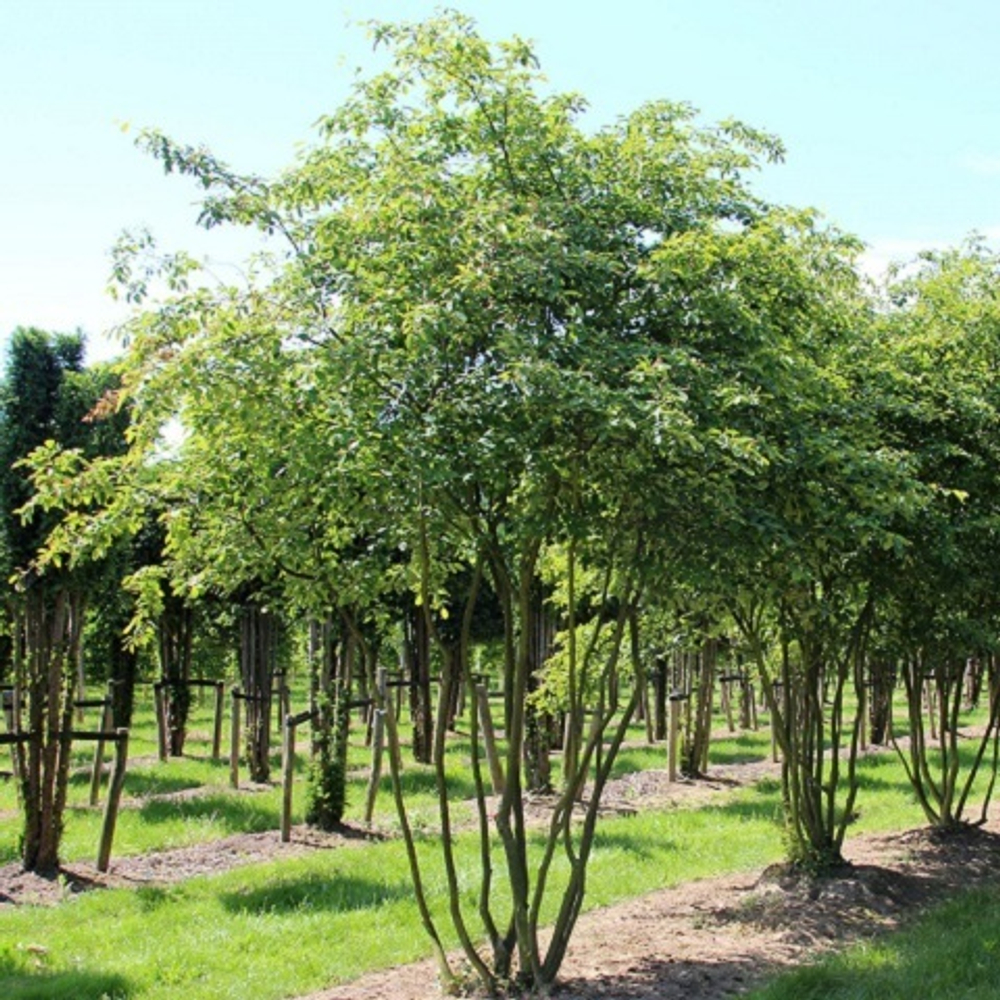 Ирга Ламарка