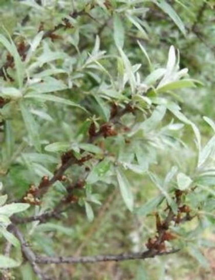 Облепиха мужская Алей (ОКС)