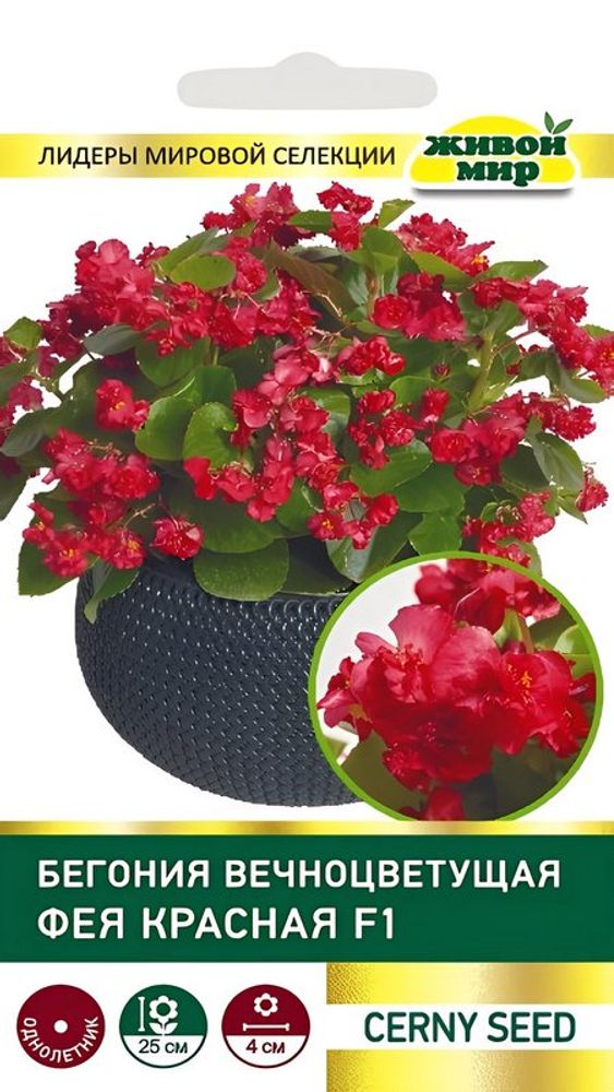 Бeгoния вечноцветущая "ЖМ. Фeя кpacнaя F1" 10шт, Чехия.