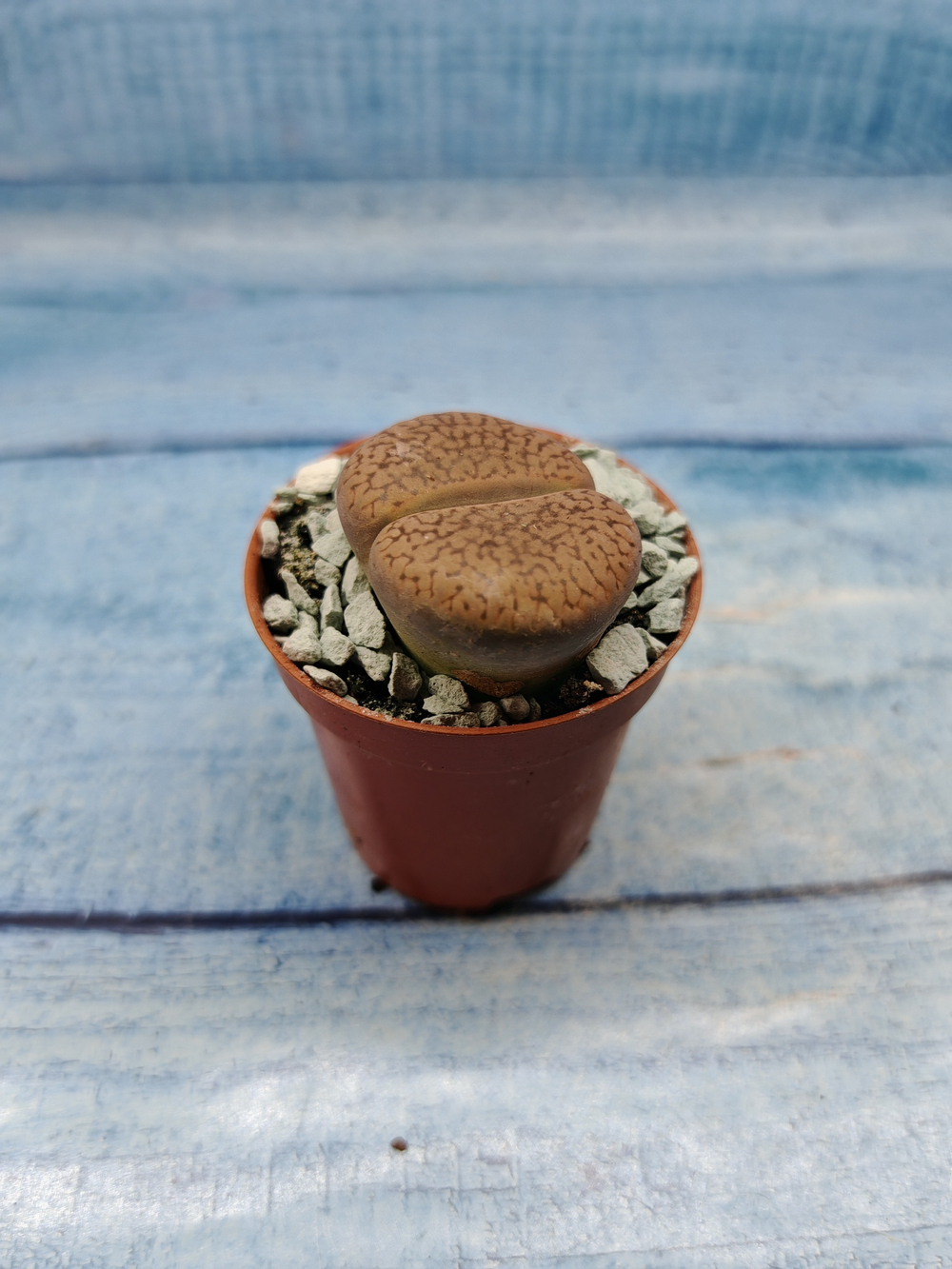 Lithops sp. (Литопсы)