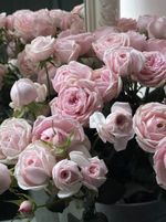 Пионовидная кустовая роза Мэнсфилд Пинк парк