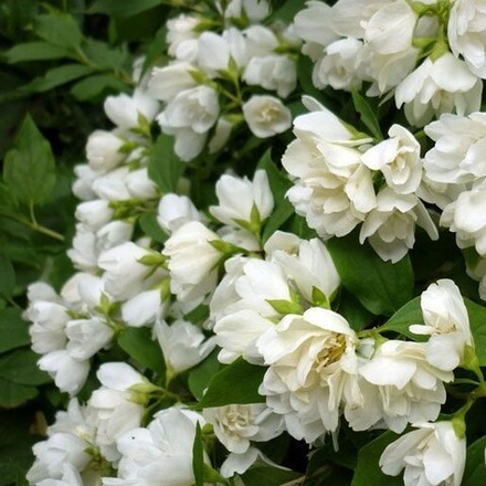 Чубушник Schneesturm