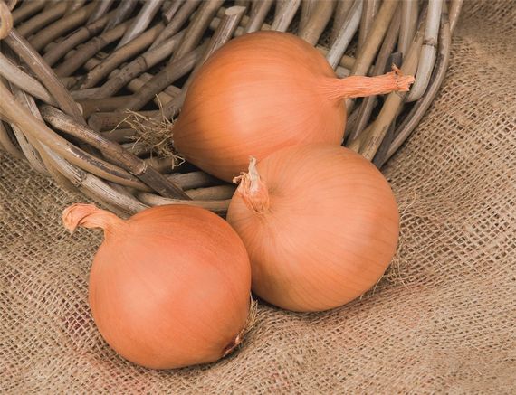 МАНАС F1 семена лука репчатого Bejo купить