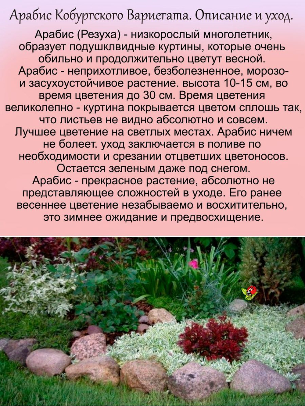 Арабис Фердинанда Кобургского Вариегата Резуха многолетник
