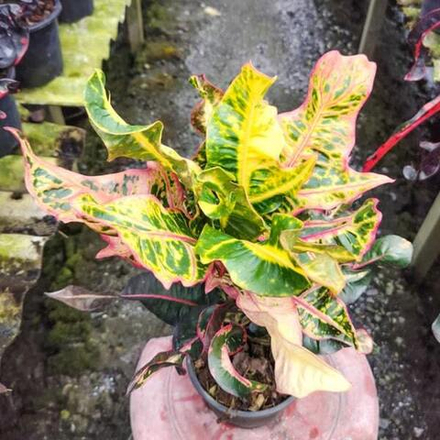 Кротон PLA THONG