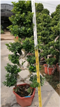 Large 8-character Ficus8字榕