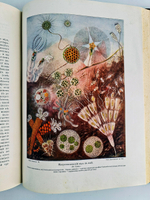 "Чудеса природы. Популярные очерки, посвященный описанию любопытнейших явлений и достопримечательностей трех царств природы. В 2-х томах". В.М.Шимкевич. 1915г. - антикварная книга