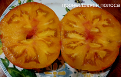 ГНОМ ПРОНЕСШАЯСЯ ПОЛОСА