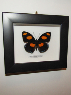 Бабочка Catonephele numilia в рамке