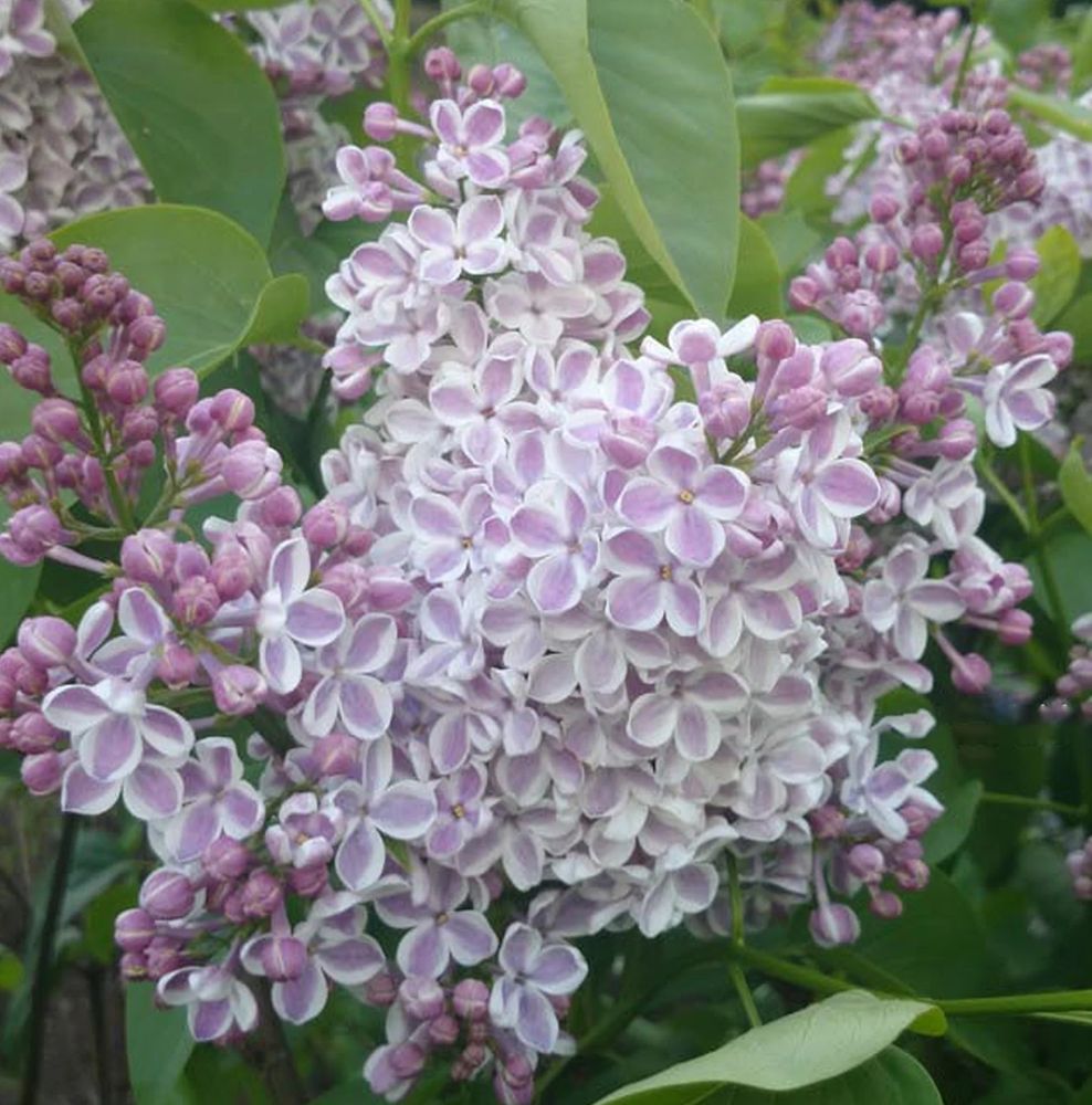 Сирень обыкновенная Лила Уандер штамб 120 см Закупка М66 апрель 2026