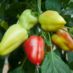 Эривань F1 семена перца сладкого (Гавриш)