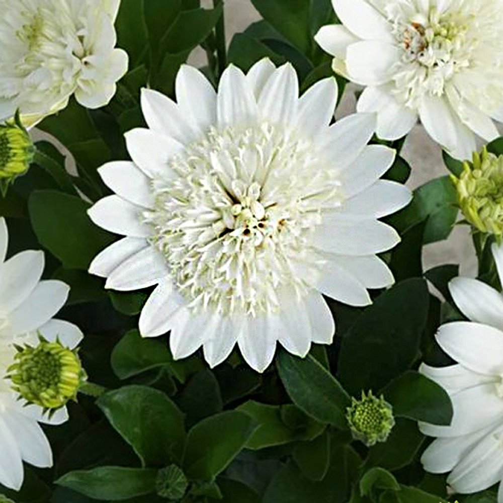 Остеоспермум махровый 3D Nanuk ОКС укорененный черенок