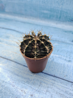 Gymnocalycium Friedrichii (Гимнокалициум)